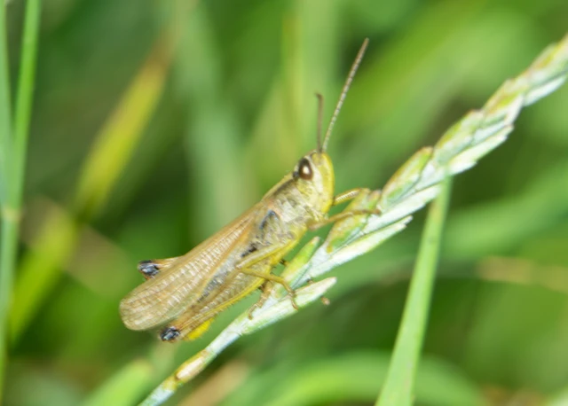 Pseudochorthippus parallelus - közönséges rétisáska