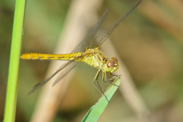 Sympetrum meridionale - fakó katona-szitakötő