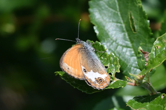Coenonympha arcania - fehéröves szénalepke