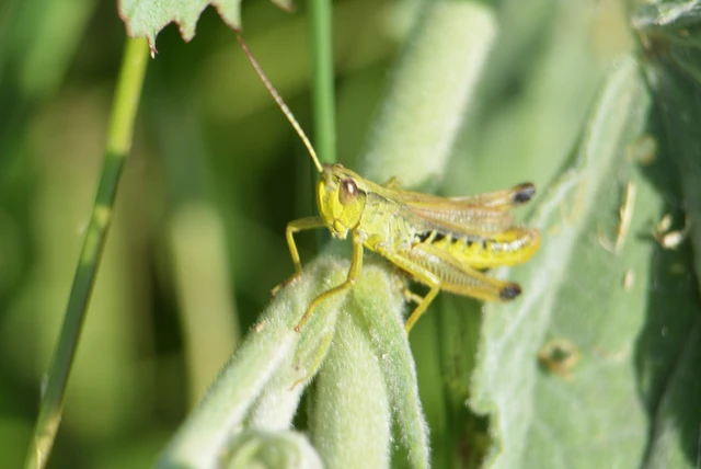 Pseudochorthippus parallelus - közönséges rétisáska