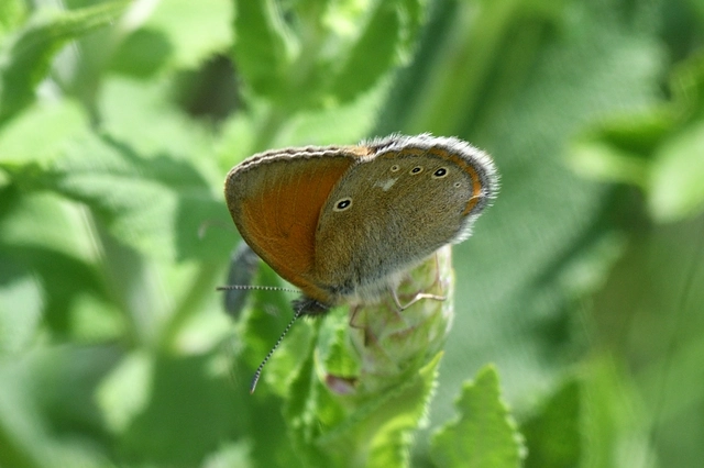 Coenonympha glycerion - közönséges szénalepke