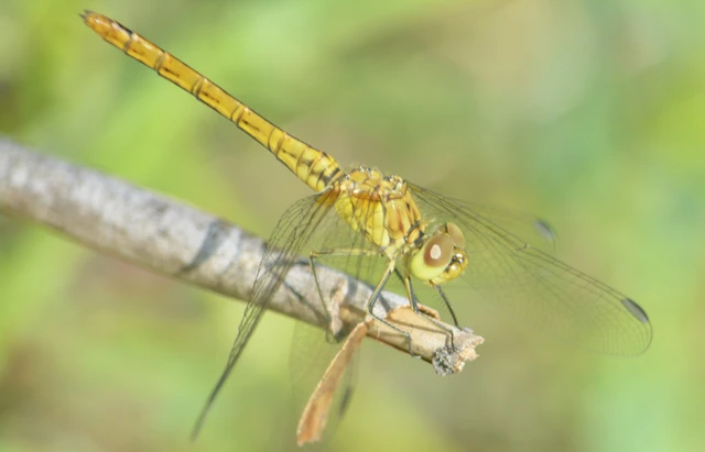 Sympetrum meridionale - fakó katona-szitakötő