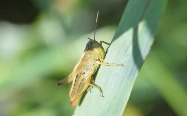 Pseudochorthippus parallelus - közönséges rétisáska