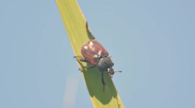 Hoplia hungarica - homoki virágcserebogár