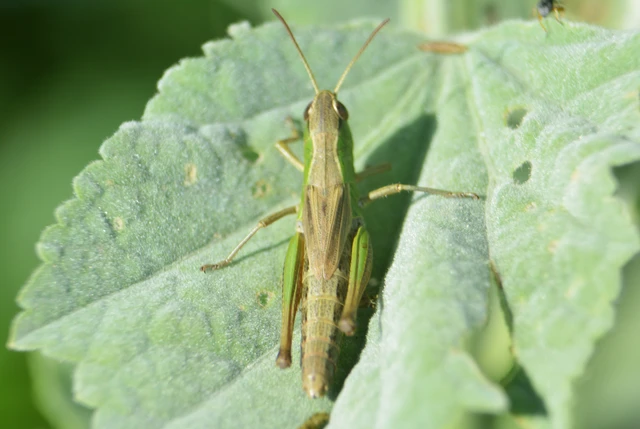 Pseudochorthippus parallelus - közönséges rétisáska