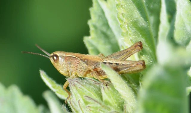 Pseudochorthippus parallelus - közönséges rétisáska