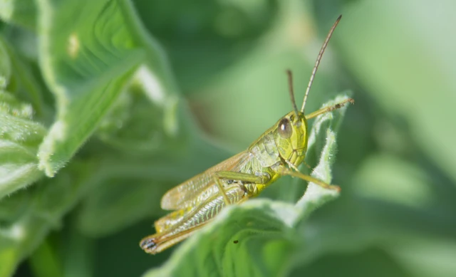Pseudochorthippus parallelus - közönséges rétisáska
