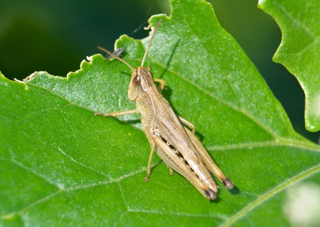 Pseudochorthippus parallelus - közönséges rétisáska