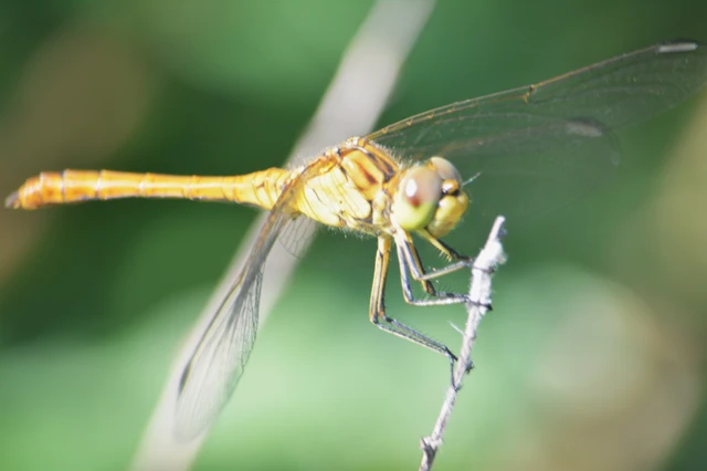 Sympetrum meridionale - fakó katona-szitakötő