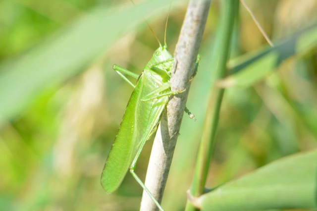 Tettigonia viridissima - zöld lombszöcske