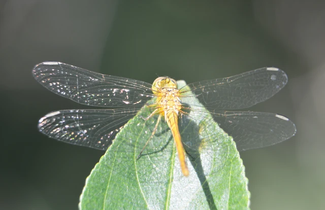 Sympetrum meridionale - fakó katona-szitakötő