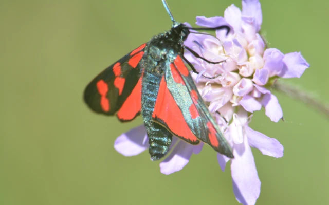 Zygaena filipendulae - acélszínű csüngőlepke