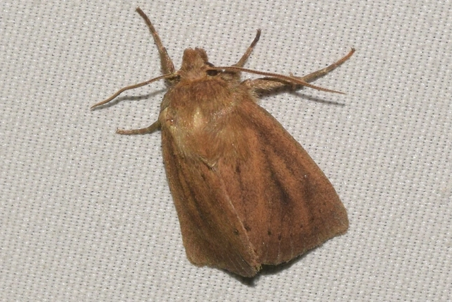 Globia sparganii - nagy nádibagoly