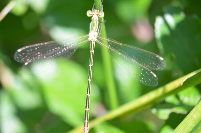 Lestes barbarus - foltosszárnyjegyű rablószitakötő