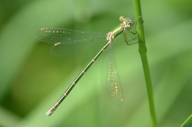 Lestes virens vestalis - kis rablószitakötő