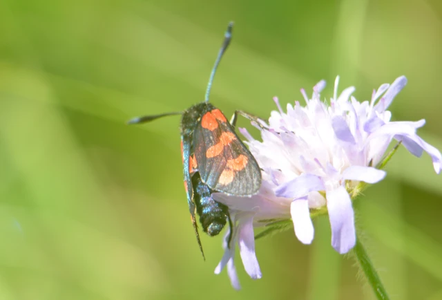 Zygaena filipendulae - acélszínű csüngőlepke