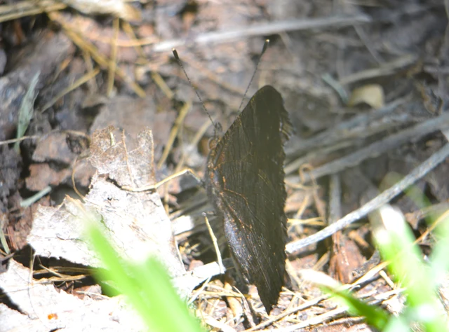 Nymphalis io - nappali pávaszem