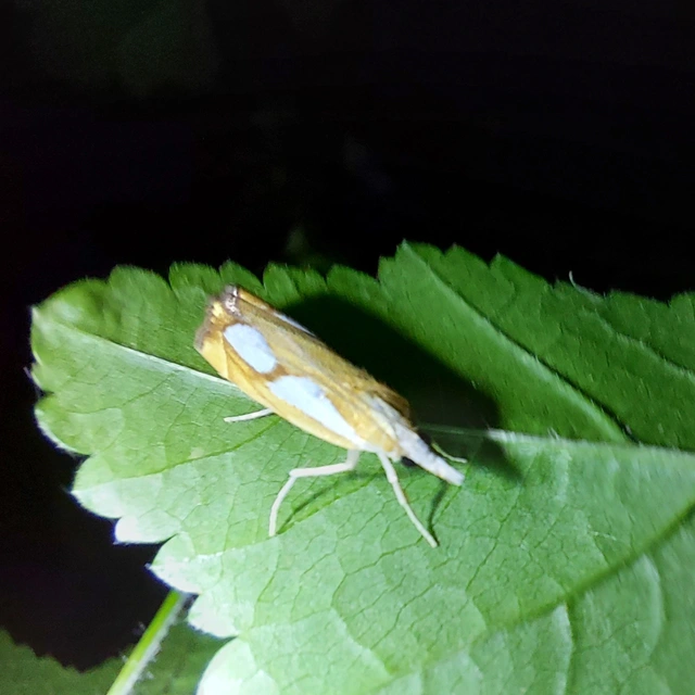 Catoptria pinella - ezüstös fűgyökérmoly