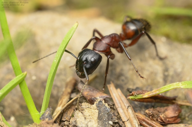 Camponotus ligniperda - faodvasító lóhangya