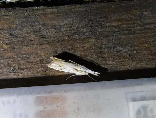 Catoptria