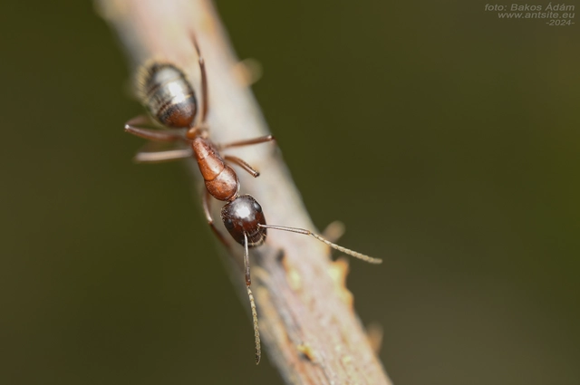 Camponotus ligniperda - faodvasító lóhangya