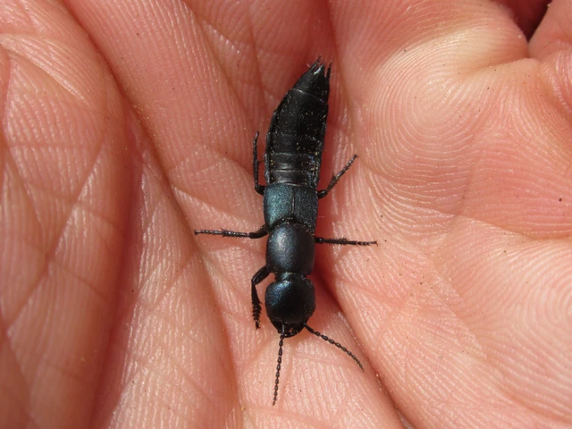 Ocypus ophthalmicus - kék holyva