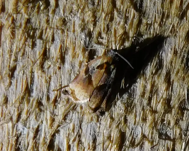 Archips podana - dudvarágó sodrómoly