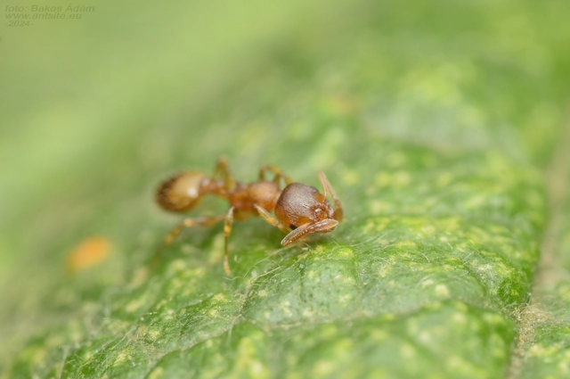Temnothorax crassispinus - gubacslakó kéreghangya