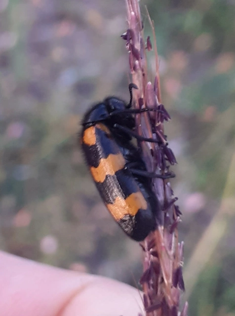 Mylabris variabilis - szalagos hólyaghúzó Mylabris variabilis - szalagos hólyaghúzó