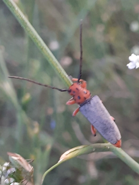 Phytoecia argus - árgusszemű cincér