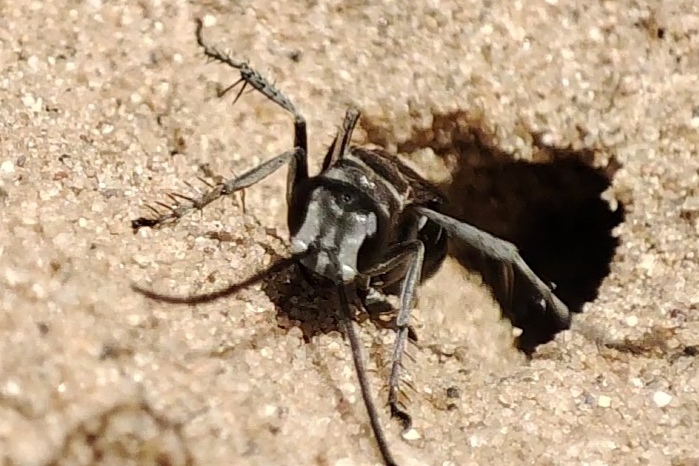 Pompilus cinereus