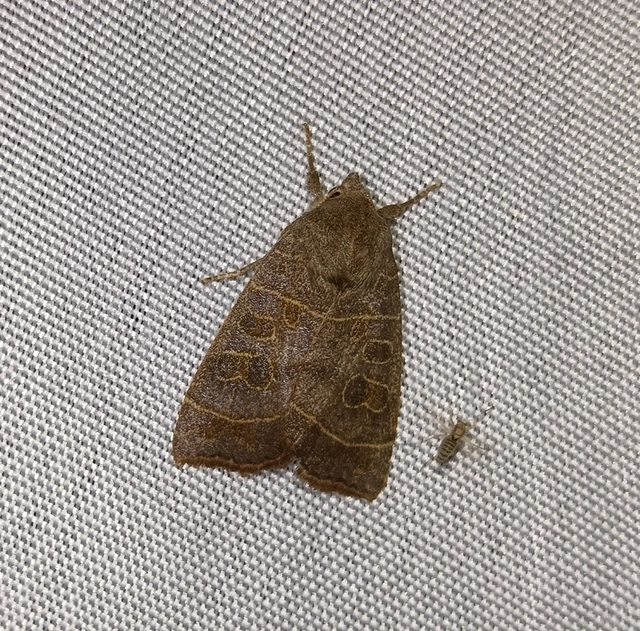 Ipimorpha subtusa - csúcsos nyárfabagoly