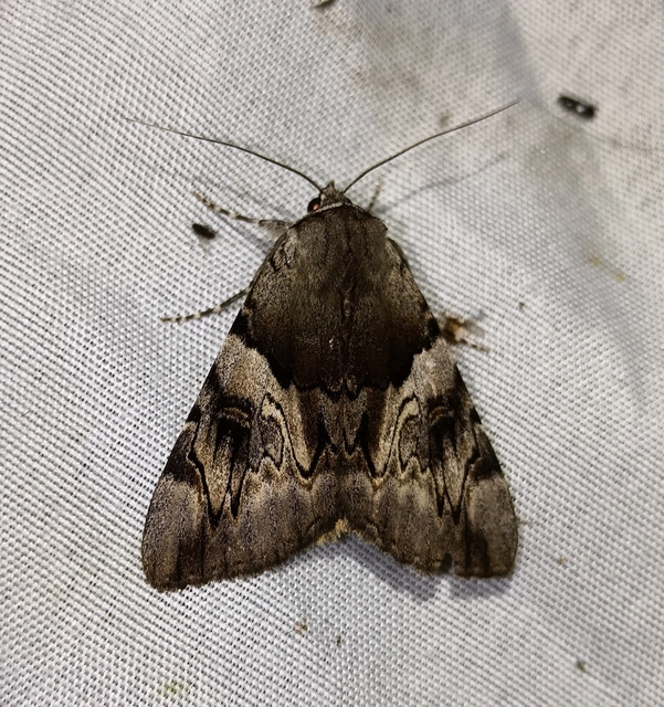 Catocala fulminea - galagonya-övesbagoly