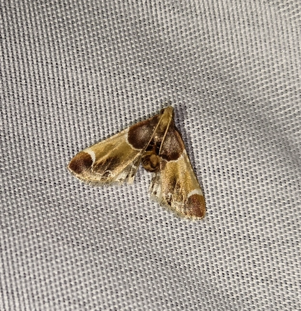 Pyralis farinalis - lisztilonca