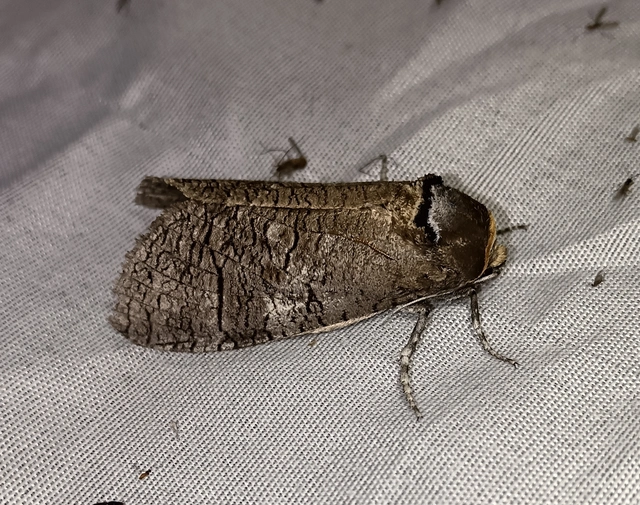 Cossus cossus - fűzfarontólepke