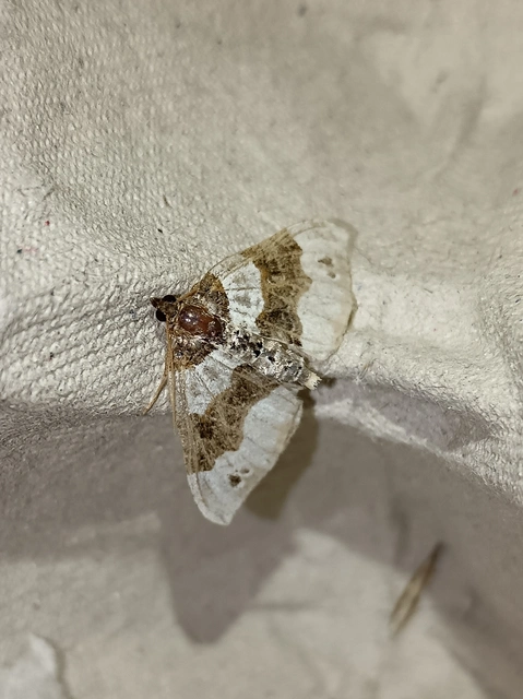 Cosmorhoe ocellata - szemes galajaraszoló