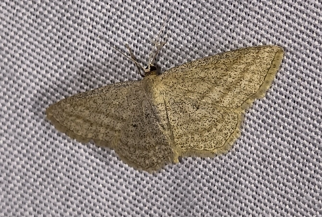 Scopula virgulata - vesszős sávosaraszoló