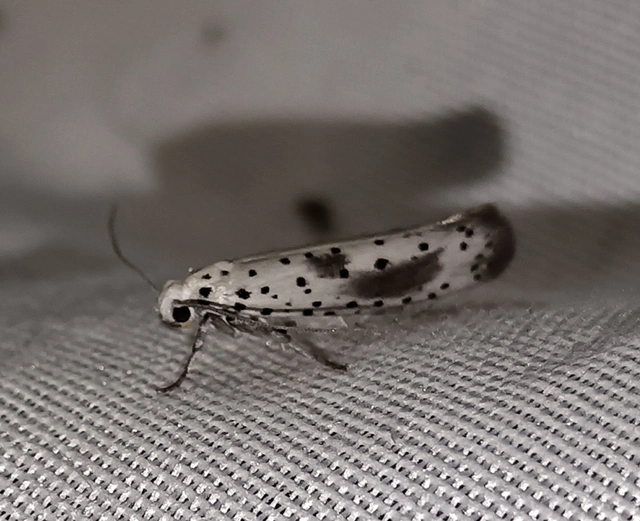 Yponomeuta irrorella - pókhálós kökénymoly