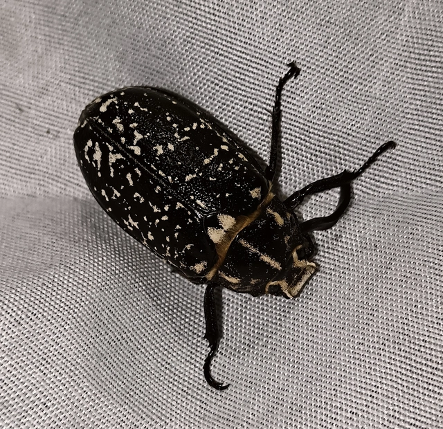 Polyphylla fullo - csapó cserebogár