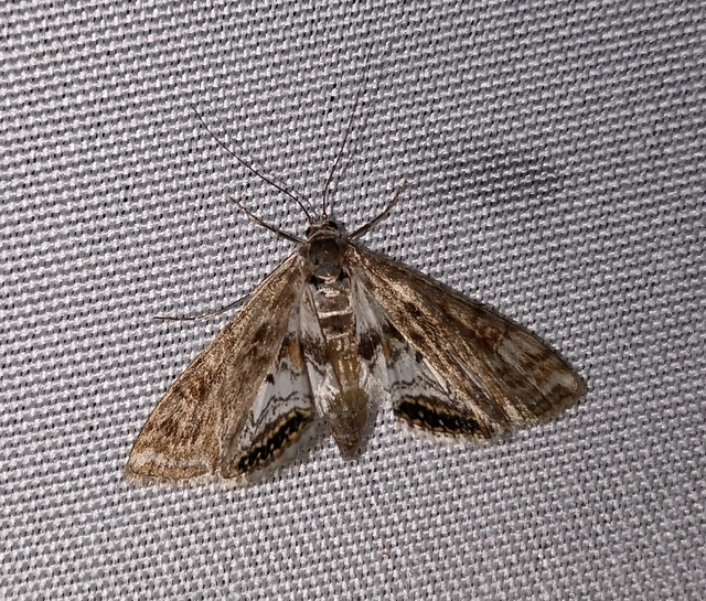 Cataclysta lemnata - békalencsemoly