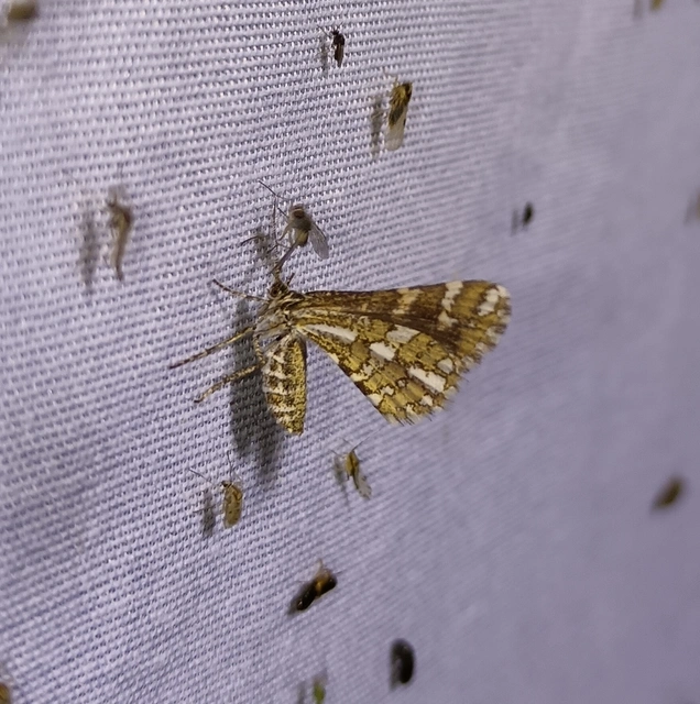 Narraga fasciolaria/tessularia