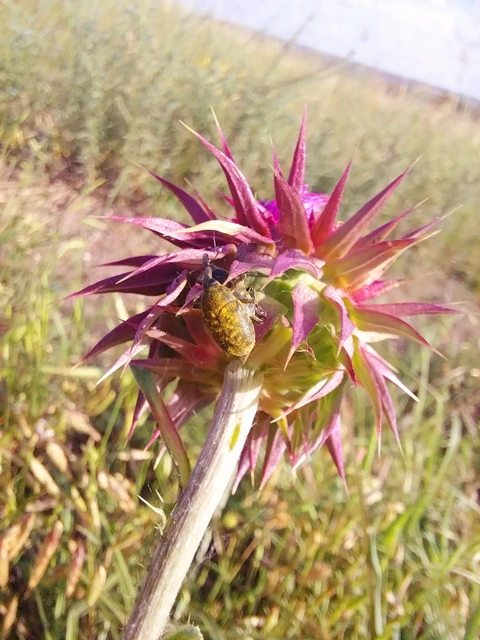 Larinus sturnus - aszat-púderbarkó