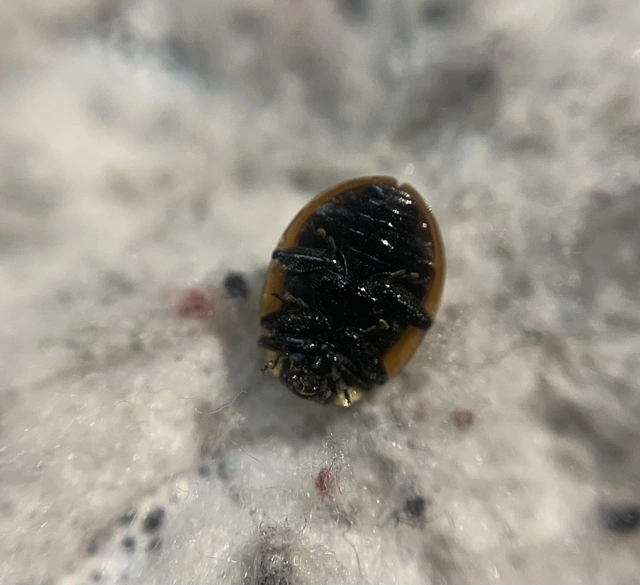 Adalia bipunctata - kétpettyes katica