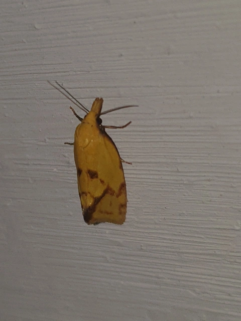 Agapeta hamana - közönséges sárgamoly