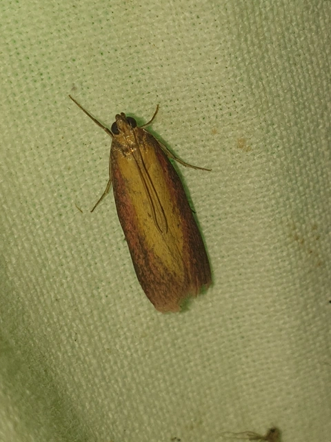 Oncocera semirubella - lucernamoly