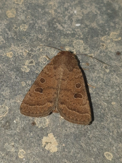 Hoplodrina octogenaria - barna selymesbagoly