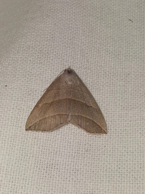 Colobochyla salicalis - háromsávos törpebagoly