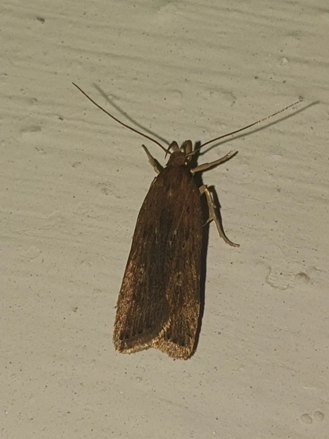 Helcystogramma