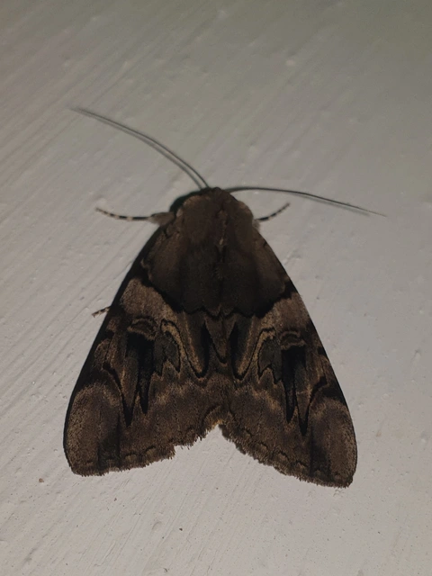 Catocala fulminea - galagonya-övesbagoly
