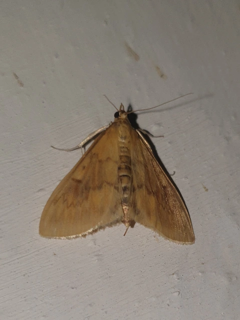 Ostrinia nubilalis - kukoricamoly